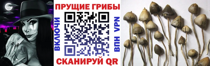 где купить   Куйбышев  Псилоцибиновые грибы Psilocybe 